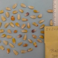 CIMMYTMA 5624 - Reference Inventory.jpg