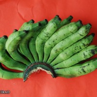 6.7.11 - Fusion of pedicels