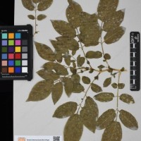 CIP 760519_HAM 141_04.jpg