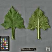 CIP 205016 (leaf).jpg