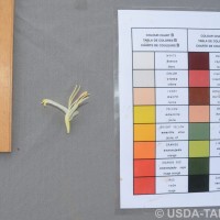 6.6.13 - Anther colour