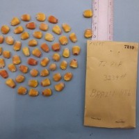 CIMMYTMA 7489 - Reference inventory.jpg