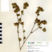 10013 herbarium