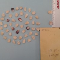 CIMMYTMA 5461 - Reference Inventory.jpg