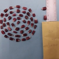 CIMMYTMA 7603 - Reference inventory.jpg