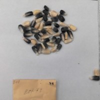 CIMMYTMA 84 - Reference Inventory.jpg
