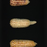 CIMMYTMA 5260 GUAT 374 PV22A-1903-233 E3850 _compress.jpg