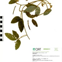 9585 herbarium