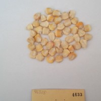 CIMMYTMA 4633 - Reference Inventory.jpg