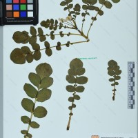 CIP 761142 herbarium