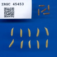 IRGC 45453 Seed Photo