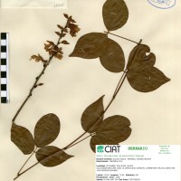 18498 herbarium