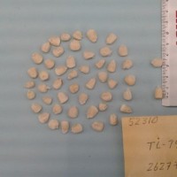 CIMMYTMA 5231 - Reference Inventory.jpg