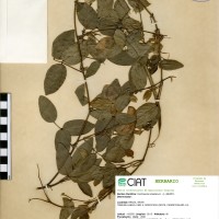 5487 herbarium