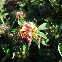 Crotalaria ononoides 10012 flower.JPG
