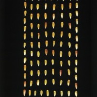 CIMMYTMA 19426 VERA 452 BA22U-2903-103 K.jpg