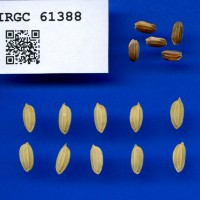 IRGC 61388 Seed Photo