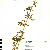 21305 herbarium