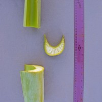 6.3.3 - Petiole canal leaf III