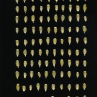 CIMMYTMA 16505 PUEB 543 TC24U-2903-265 K.jpg