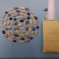 CIMMYTMA 7640 - Reference inventory.jpg