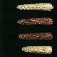 CIMMYTMA 18678 BOLI 842 TC22U-2903-12 C.jpg