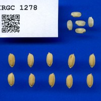 IRGC 1278 Seed Photo