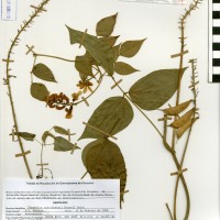 G40887 herbarium.jpg