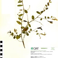 22125 herbarium