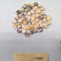 CIMMYTMA 2689 - Reference Inventory.jpg