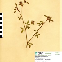 1914 herbarium