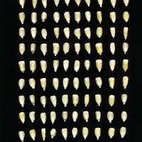 CIMMYTMA 24606 MEXI 698 TC24U-2903-200 K.jpg