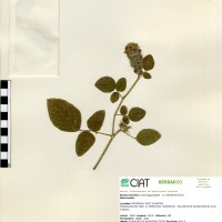 19772 herbarium