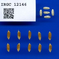 IRGC 12146 Seed Photo