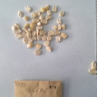 CIMMYTMA 679 - Reference Inventory.jpg