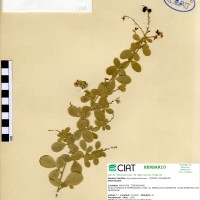 17419 herbarium