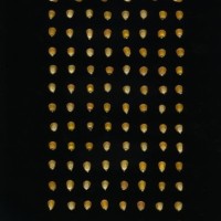 CIMMYTMA 4951 BRAZ 2067 AF20A-0903-47 K.jpg