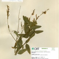 33320 herbarium