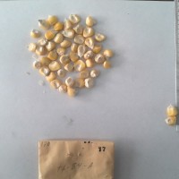 CIMMYTMA 17 - Reference Inventory.jpg