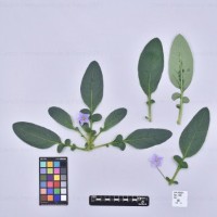 CIP 760224_HCH 4323_mga_H.jpg