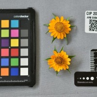 CIP 205016 (flower).jpg