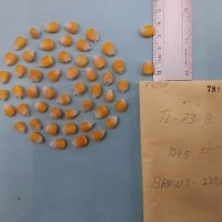 CIMMYTMA 7815 - Reference inventory.jpg