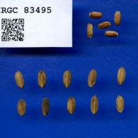 IRGC 83495 Seed Photo