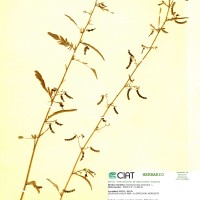 8269 herbarium
