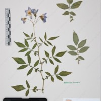 CIP 760029_OCH S81_08.jpg