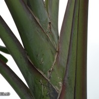 6.3.1 - Blotches at the petiole base