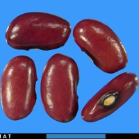 G1956 seed.jpg
