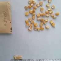 CIMMYTMA 737 - Reference Inventory.jpg