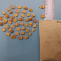 CIMMYTMA 8053 - Reference inventory.jpg