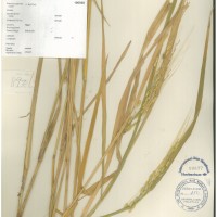 IRGC 100938 Herbarium